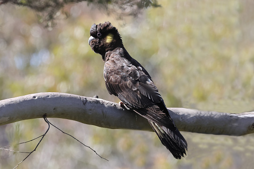 Yellow--tailed Black Cockatoo perched on gum tree branch