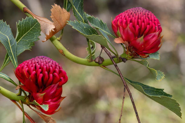 New South Wales Waratah New South Wales Waratah in flower telopea stock pictures, royalty-free photos & images