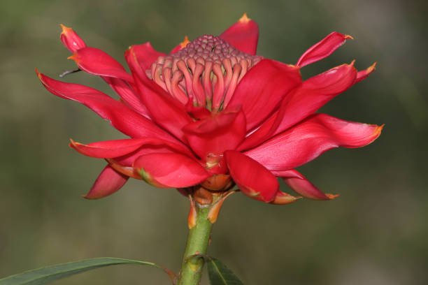 istock New South Wales Waratah 1421208087