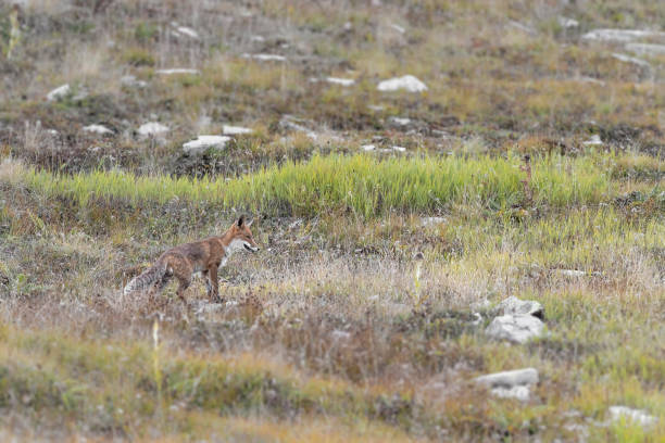 istock Red fox in the wild Alps (Vulpes vulpes) 1421208914