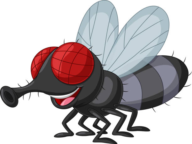 cartoon hausfliege isoliert auf weißem hintergrund - fly housefly ugliness unhygienic stock-grafiken, -clipart, -cartoons und -symbole