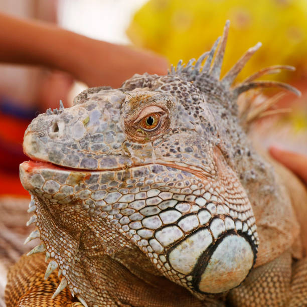 istock iguana lizard head portrait with multi color scale in close up 1421210601