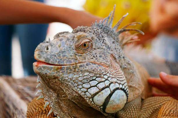 istock iguana lizard head with multi color scale in close up 1421210603