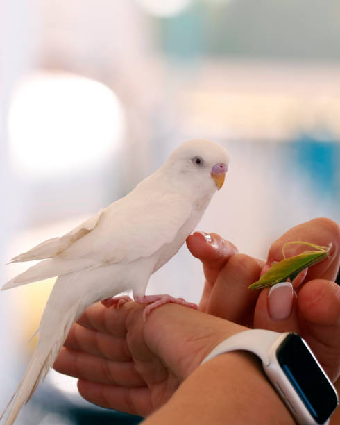 istock cute lovely white bird sitting on a hand 1421210622