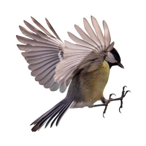 istock small yellow tit in fast flight isolated on white 1421211700
