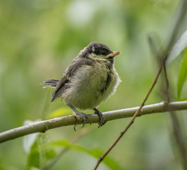 istock Great tit fledgling on branch 1421211917