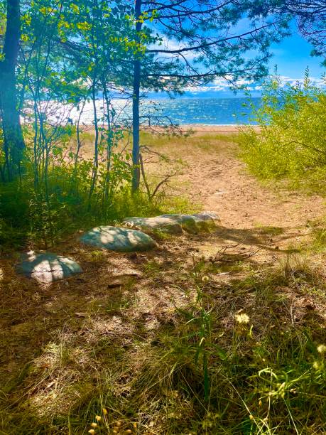 istock Forest near the sea 1421213106
