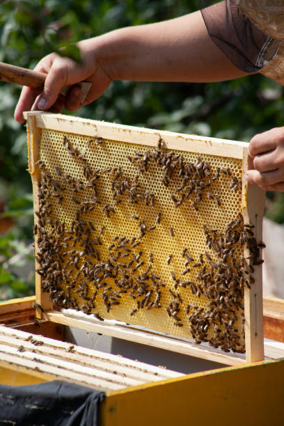 istock A beekeeper lays a frame with honeycomb honey and bees to a hive in an apiary. 1421213421