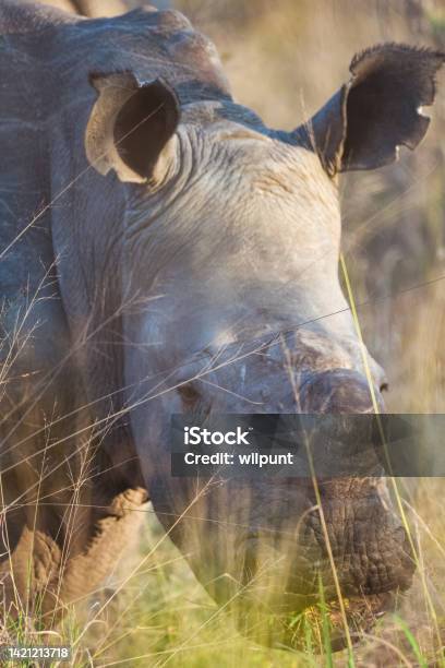Dehorned White Rhinoceros Closeup Portrait Feeding In The Safety Of The Savannah Grass Stock Photo - Download Image Now
