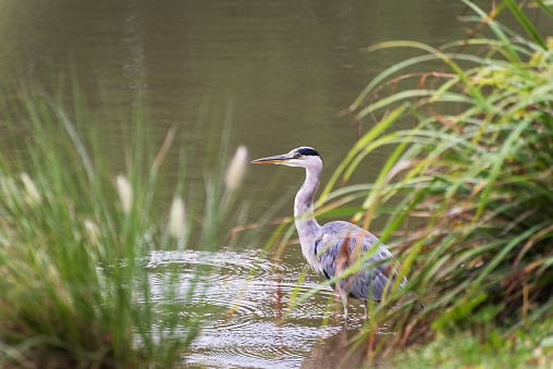 grey heron on a lake