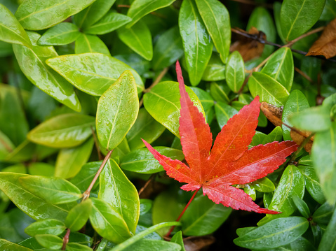 one red maple leaf on a green bush, nature background, close up photo