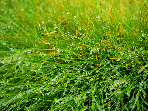 Beautiful water drops after rain on green grass