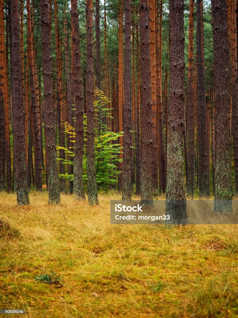 Long Tree Forrest Lone Deciduous Tree Growing Between High Pine Trees In A Deep Pine ...