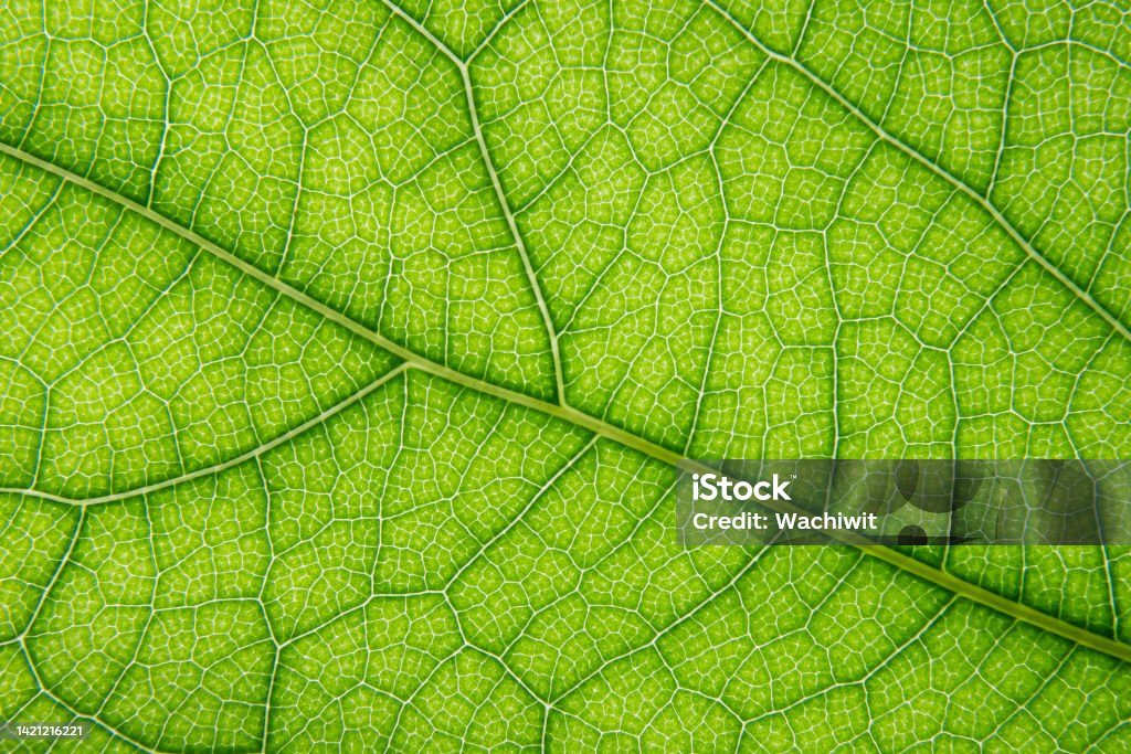 Macro shot of green leaf vein texture Chlorophyll Stock Photo