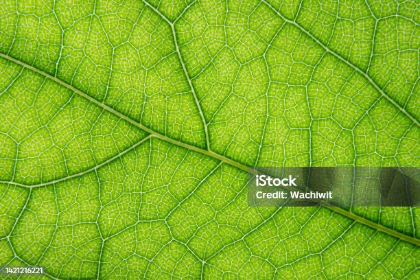 Macro Shot Of Green Leaf Vein Texture Stock Photo - Download Image Now - Chlorophyll, Abstract, Agriculture