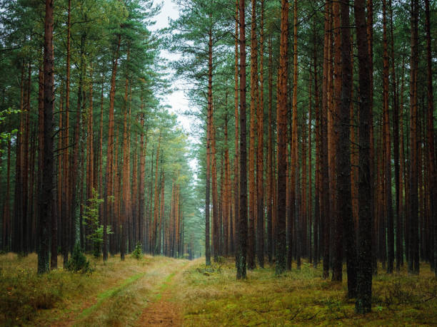 istock autumn pine tree deep forest, moody woods, fall season weather 1421216241