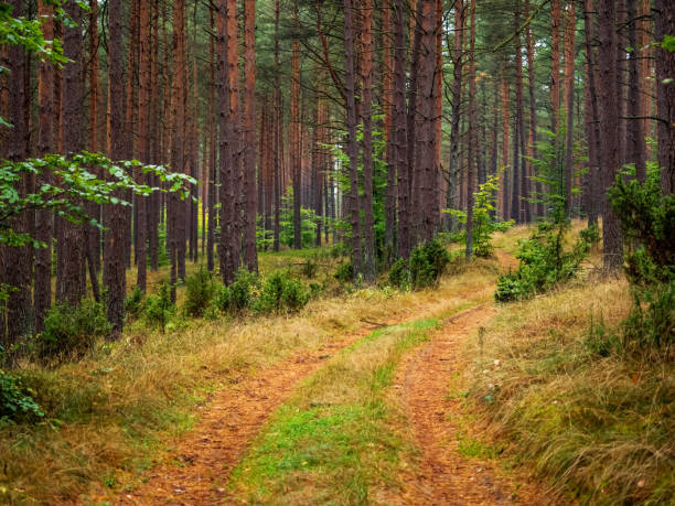 istock autumn pine tree deep forest, moody woods, fall season weather 1421216320
