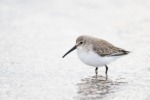 Dunlin winter plumage