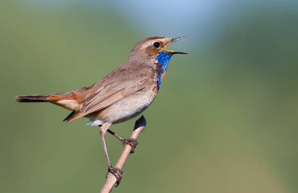 istock Bluethroat, Luscinia svecica. Singing bird sitting on a branch 1421218815