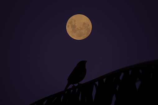 Bird on tree branch silhouette with full moon at night.