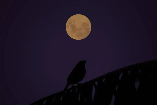 Photo of Bird on tree branch silhouette with full moon at night.