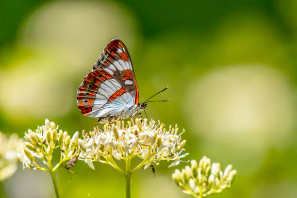 istock White Admiral Limenitis camilla butterfly 1421219995