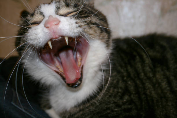 istock An old domestic mongrel cat yawns 1421221828
