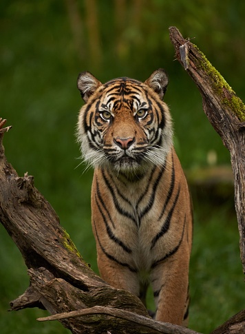 Tigre de Bengala mirándome photo