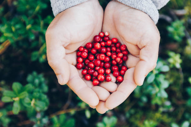 istock Lingonberry. Hands holding fresh red lingonberries 1421224501