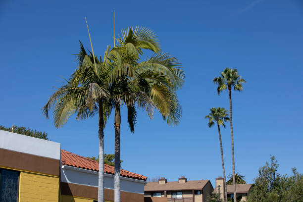istock Vista, California 1421224613