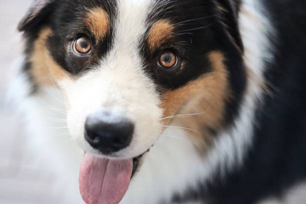 istock A happy head australian shepherd dog 1421225056