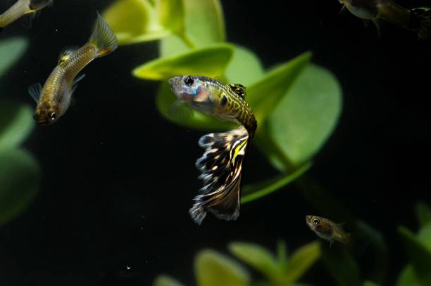 istock Guppy Multi Colored Fish , digital photo image 1421225059