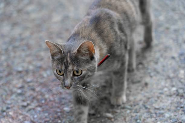 istock Adorable cat walking outdoors and curiously looking forward 1421225771