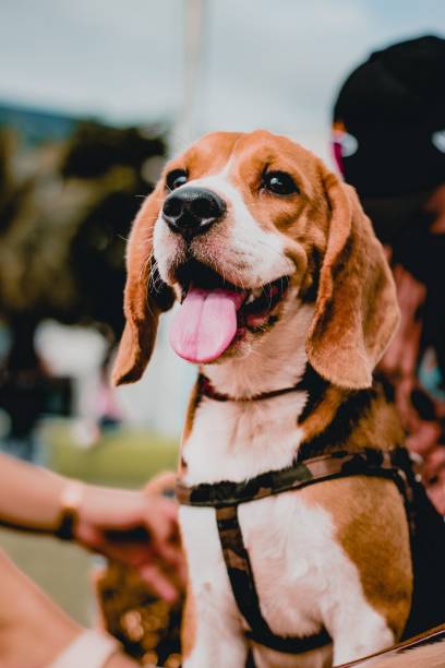 istock Beautiful shot of a beagle 1421226371