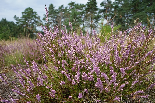 Heather plants growing in the wild nature
