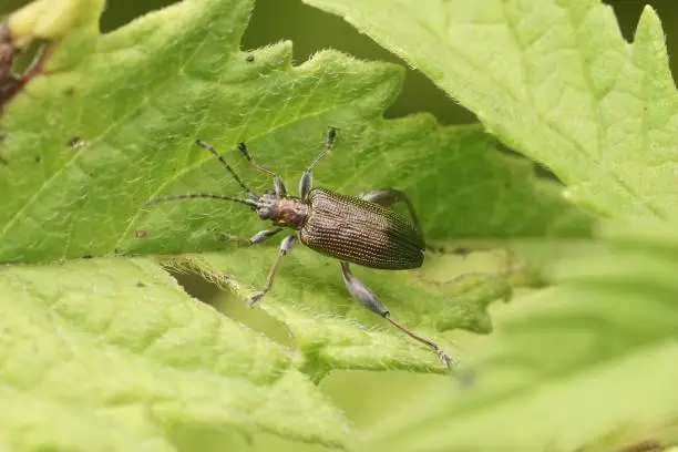 Photo of Closeup on a brassy colored half-penny reed beetle, Donacia semicuprea