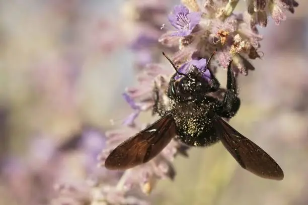A detailed colorful upward angle closeup on a large carpenter bee, Xylocopa violacea on purple Perovksia jangii flowers