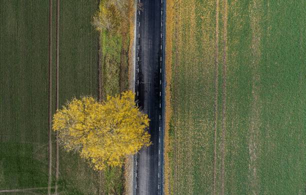 istock a tree with yellow leaves in autumn 1421227367