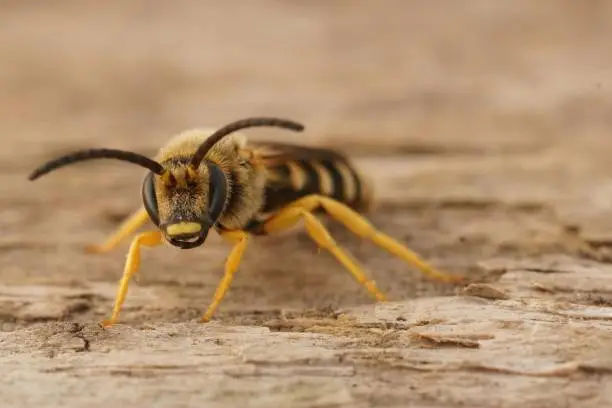 Detailed decentralized frontal closeup on a male great banded furrow-bee, Halictus scabiosae sitting on wood