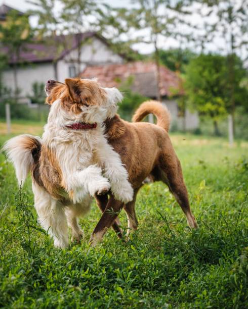 istock Fox terrier and a mongre dog playing in the grass in the backyard 1421228627