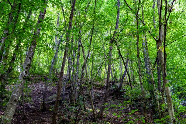 istock Thin trunks of tall trees captured in a dense forest in daylight 1421228697