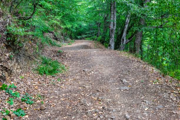 istock Natural scenery of a forest trail 1421228701