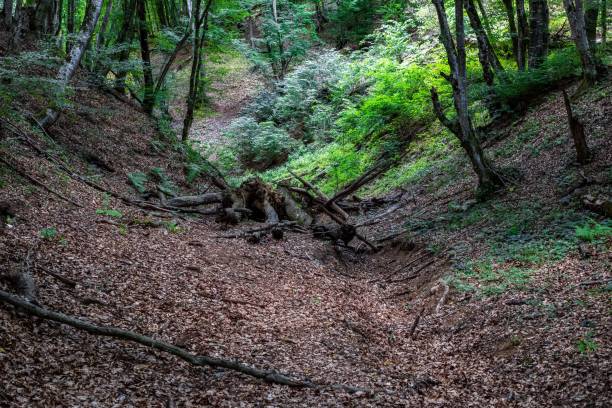istock Natural scenery of a forest trail 1421228707