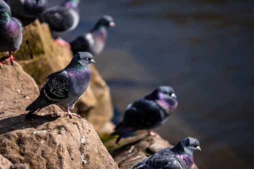 A closeup of a group of pigeons perched on a rock in sunlight.