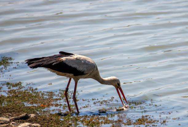 istock A close-up of a white stork that has caught a fish 1421229248