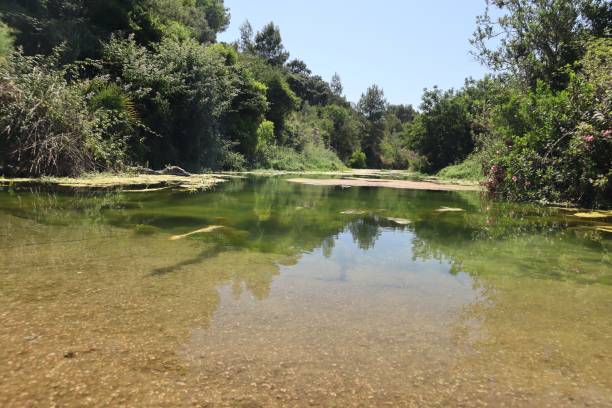 istock small lake in green nature 1421229315