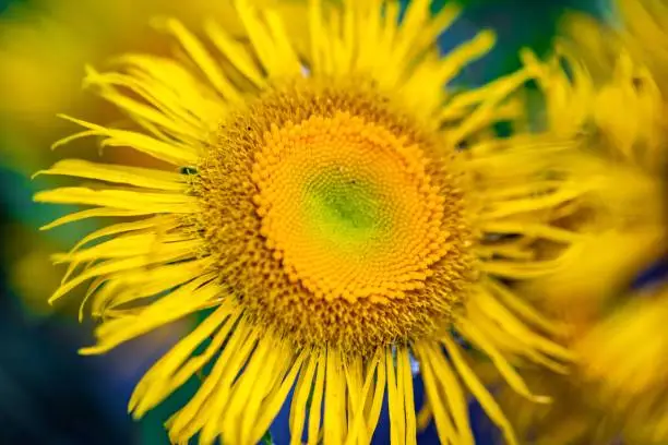 A closeup of a yellow horse-heal flower and its petals