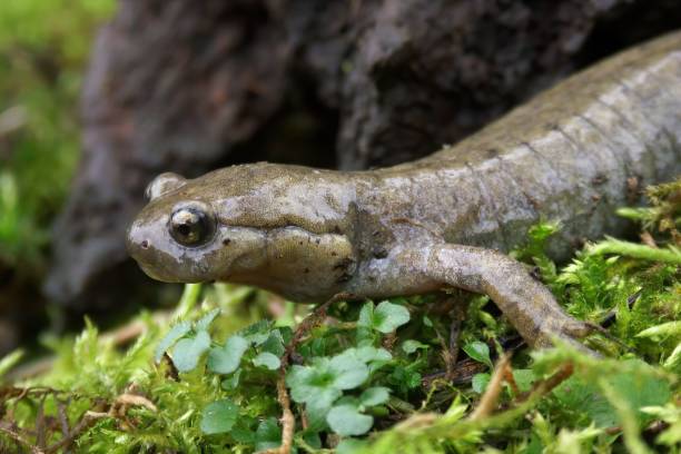 istock Closeup on a critically endangered Semirechensk Salamander, Ranodon sibericus 1421229745