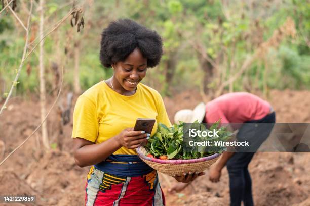 African Farmer Making Use Of Her Phone Stock Photo - Download Image Now - Africa, Telephone, Women