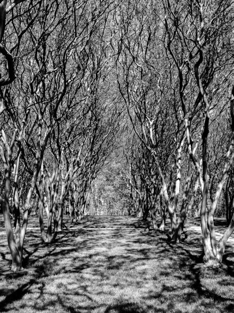 istock Grayscale shot of a park with many trees 1421229873